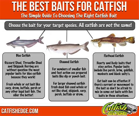 best bait for bullhead catfish.